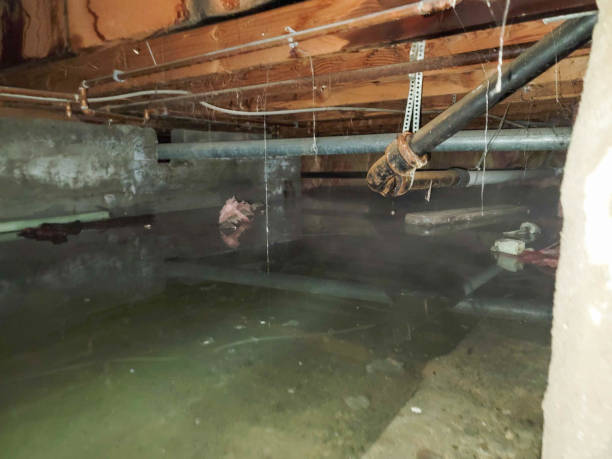 Best 24/7 water damage repair  in Manistee, MI