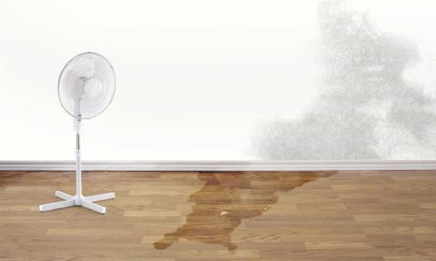 Best 24/7 water damage repair  in Manistee, MI
