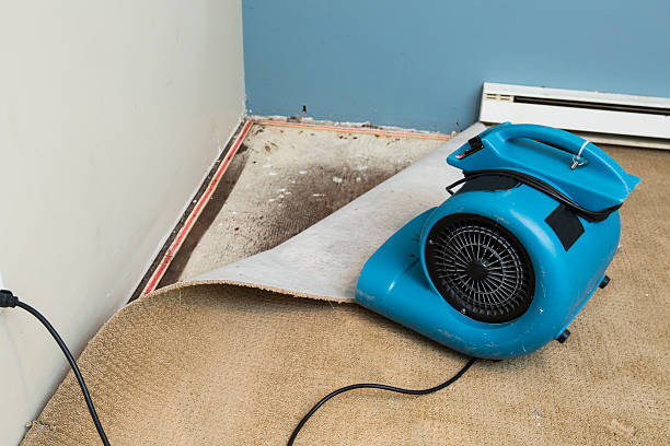 Best Carpet water damage restoration  in Manistee, MI